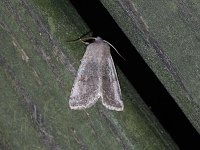 White Cutworm Moth